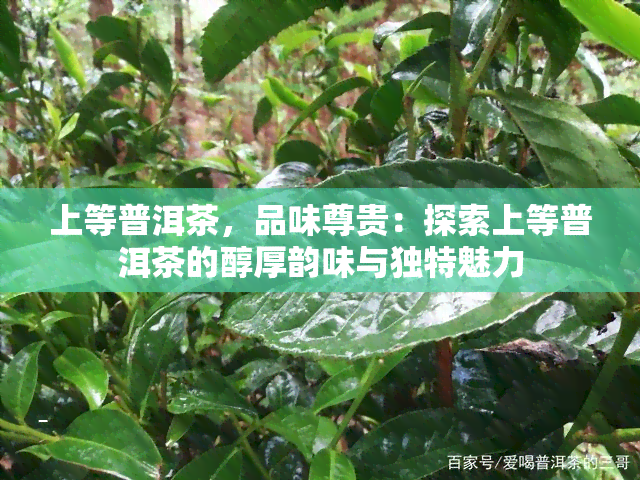 上等普洱茶，品味尊贵：探索上等普洱茶的醇厚韵味与独特魅力