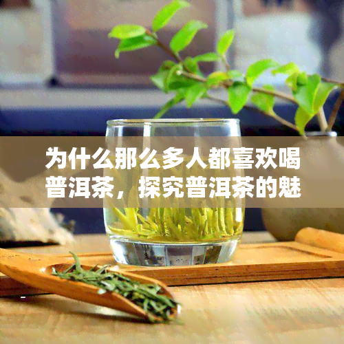 为什么那么多人都喜欢喝普洱茶，探究普洱茶的魅力：为何备受众人喜爱？