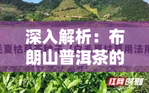 深入解析：布朗山普洱茶的区别与特点