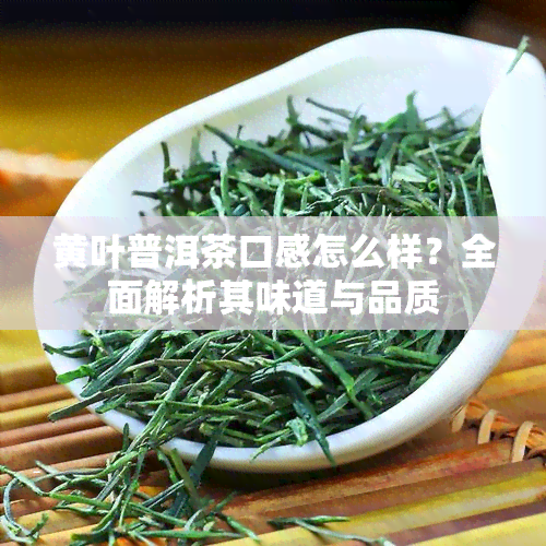 黄叶普洱茶口感怎么样？全面解析其味道与品质