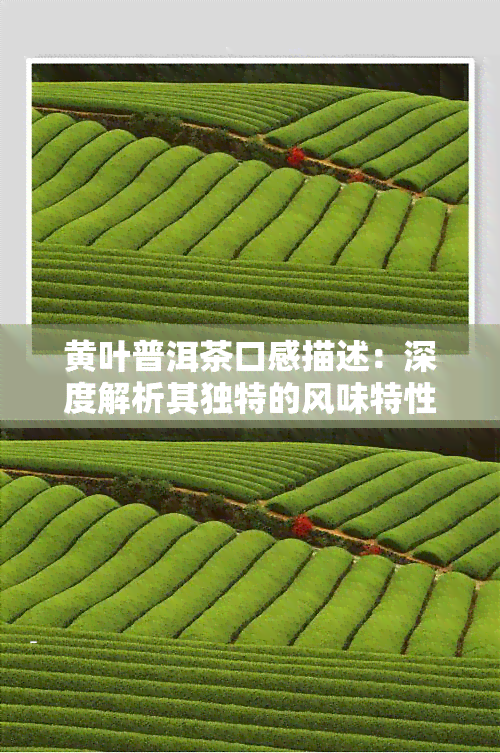 黄叶普洱茶口感描述：深度解析其独特的风味特性