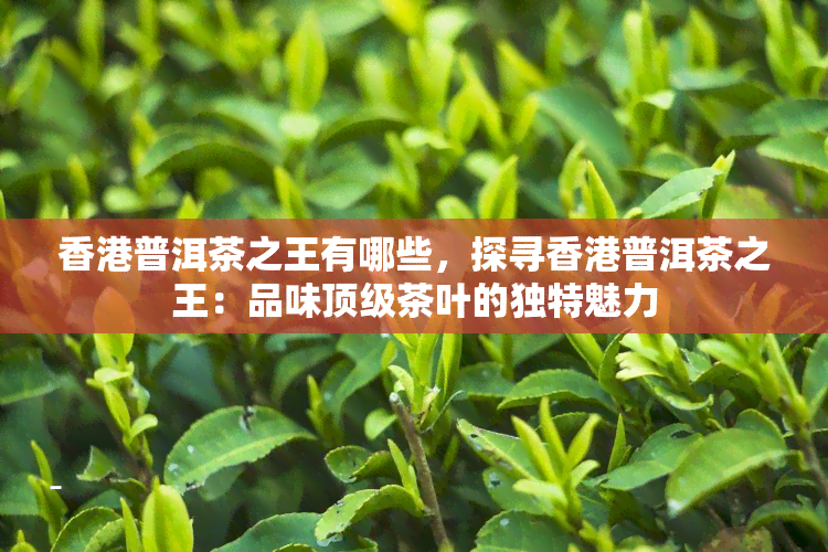 普洱茶之王有哪些，探寻普洱茶之王：品味顶级茶叶的独特魅力