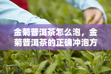 金菊普洱茶怎么泡，金菊普洱茶的正确冲泡方法