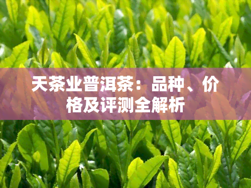 天茶业普洱茶：品种、价格及评测全解析