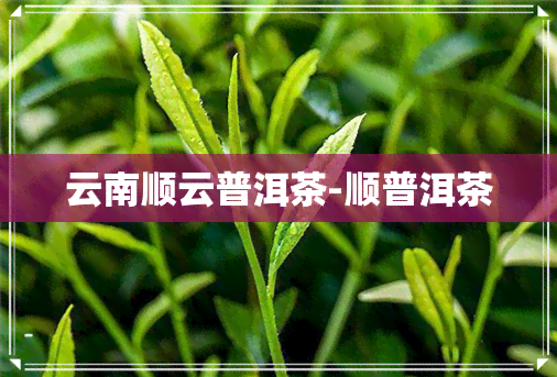 云南顺云普洱茶-顺普洱茶