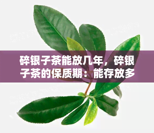 碎银子茶能放几年，碎银子茶的保质期：能存放多久？