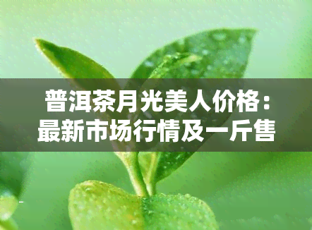 普洱茶月光美人价格：最新市场行情及一斤售价一览