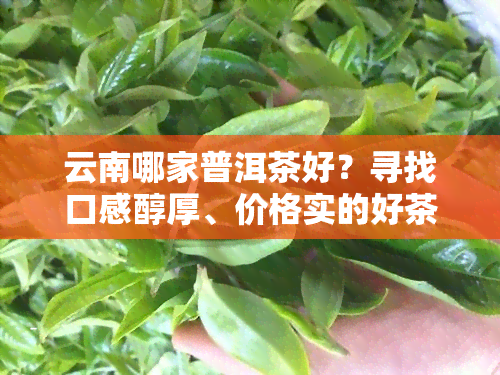 云南哪家普洱茶好？寻找口感醇厚、价格实的好茶！