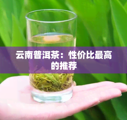 云南普洱茶：性价比更高的推荐