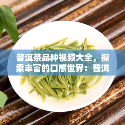 普洱茶品种视频大全，探索丰富的口感世界：普洱茶品种视频大全