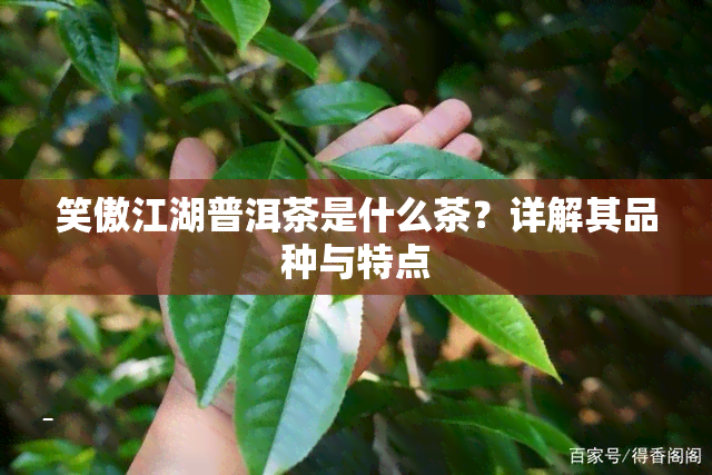 笑傲江湖普洱茶是什么茶？详解其品种与特点