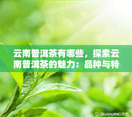 云南普洱茶有哪些，探索云南普洱茶的魅力：品种与特点全解析