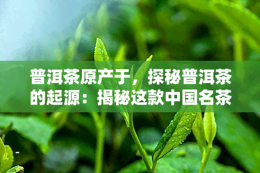 普洱茶原产于，探秘普洱茶的起源：揭秘这款中国名茶的原产地