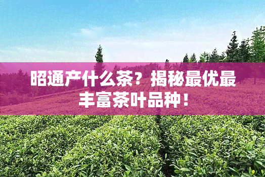 昭通产什么茶？揭秘更优最丰富茶叶品种！