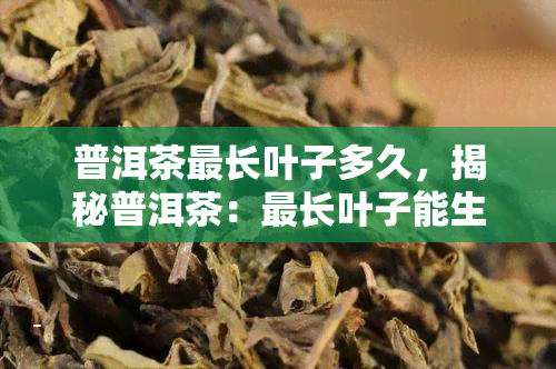 普洱茶最长叶子多久，揭秘普洱茶：最长叶子能生长多久？