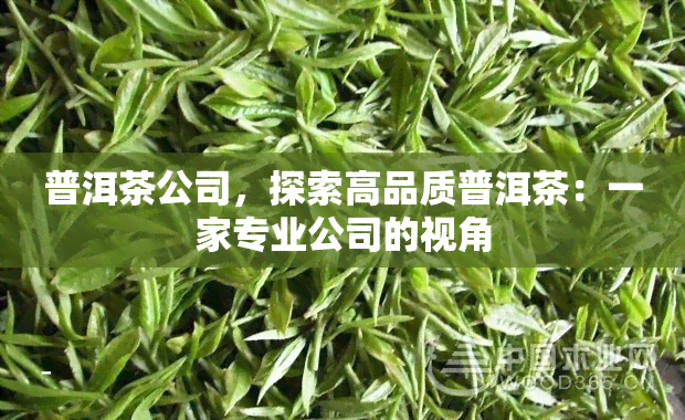 普洱茶公司，探索高品质普洱茶：一家专业公司的视角