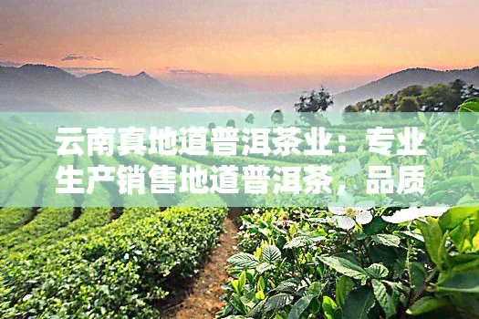 云南真地道普洱茶业：专业生产销售地道普洱茶，品质保证，价格公道！