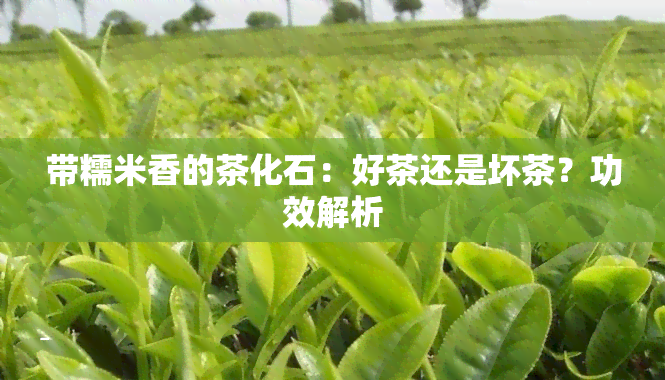 带糯米香的茶化石：好茶还是坏茶？功效解析