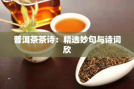 普洱茶茶诗：精选妙句与诗词欣