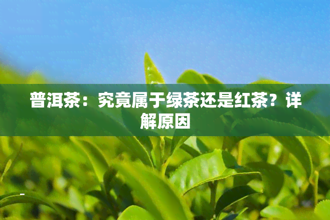 普洱茶：究竟属于绿茶还是红茶？详解原因