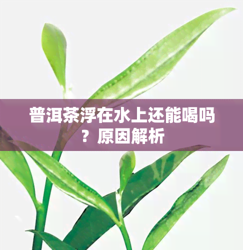 普洱茶浮在水上还能喝吗？原因解析