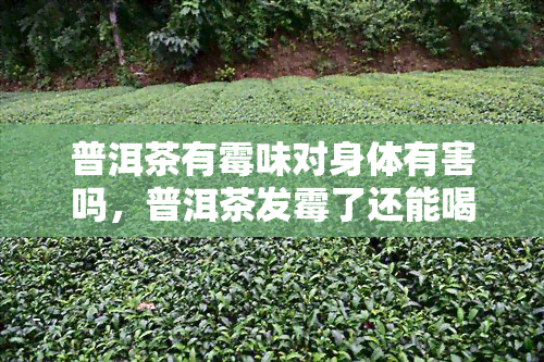 普洱茶有霉味对身体有害吗，普洱茶发霉了还能喝吗？对人体有害吗？