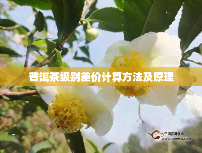 普洱茶级别差价计算方法及原理