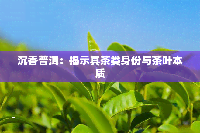 沉香普洱：揭示其茶类身份与茶叶本质