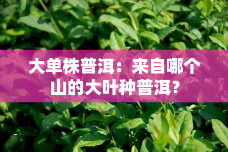 大单株普洱：来自哪个山的大叶种普洱？