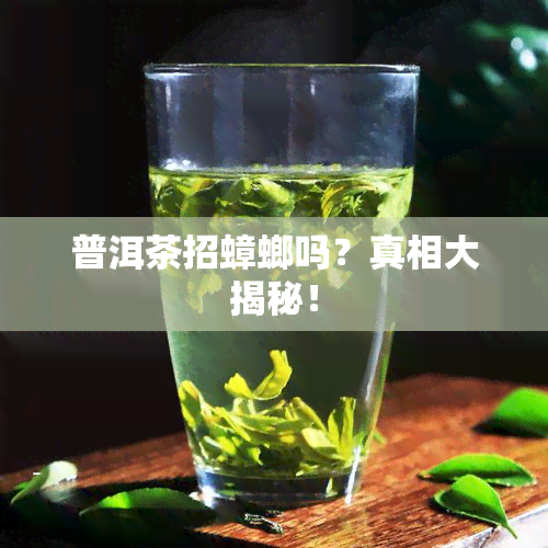 普洱茶招蟑螂吗？真相大揭秘！