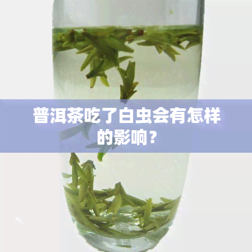 普洱茶吃了白虫会有怎样的影响？