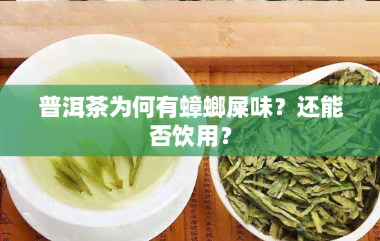 普洱茶为何有蟑螂屎味？还能否饮用？