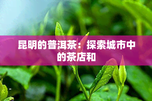 昆明的普洱茶：探索城市中的茶店和