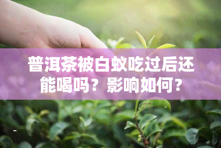 普洱茶被白蚁吃过后还能喝吗？影响如何？