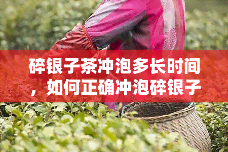 碎银子茶冲泡多长时间，如何正确冲泡碎银子茶？——时间掌控是关键！