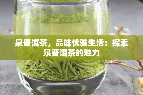 泉普洱茶，品味优雅生活：探索泉普洱茶的魅力