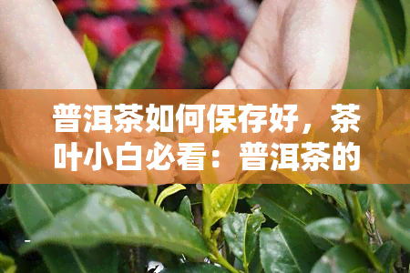 普洱茶如何保存好，茶叶小白必看：普洱茶的正确保存方法