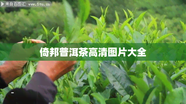 倚邦普洱茶高清图片大全