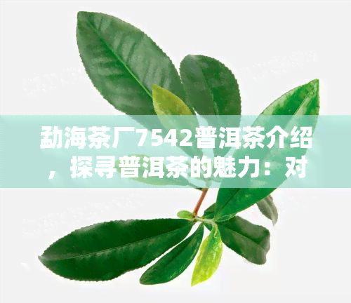 勐海茶厂7542普洱茶介绍，探寻普洱茶的魅力：对勐海茶厂7542的深度解析