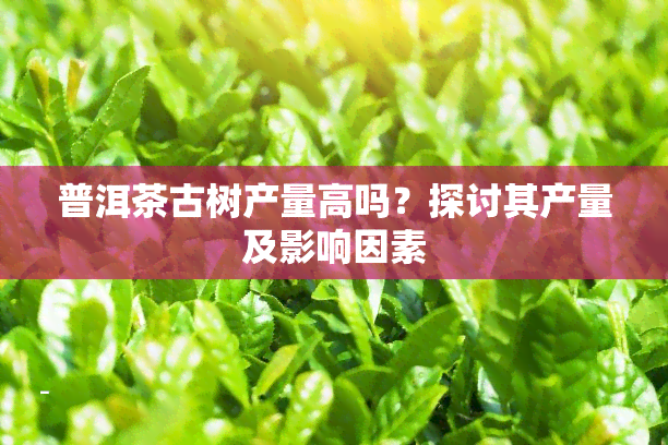 普洱茶古树产量高吗？探讨其产量及影响因素