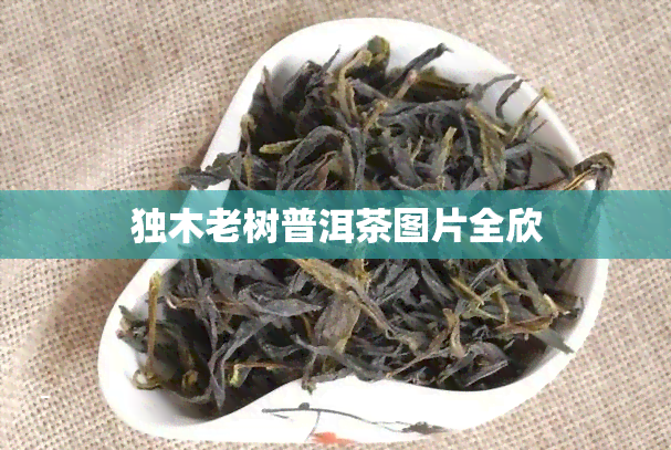 独木老树普洱茶图片全欣