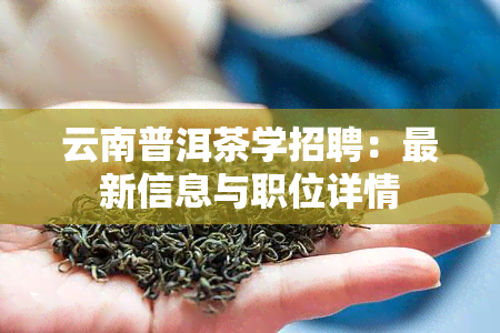 云南普洱茶学招聘：最新信息与职位详情