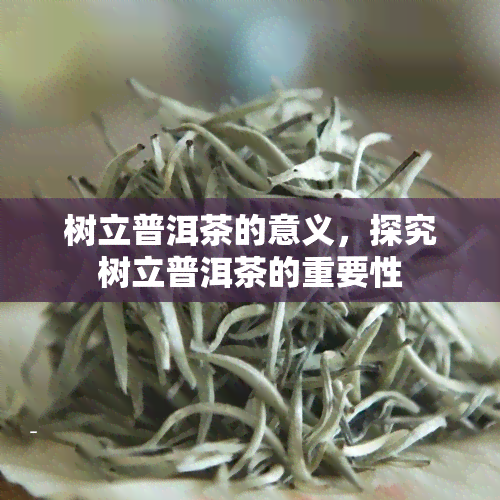 树立普洱茶的意义，探究树立普洱茶的重要性