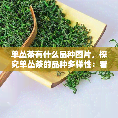 单丛茶有什么品种图片，探究单丛茶的品种多样性：看图了解各类单丛茶！