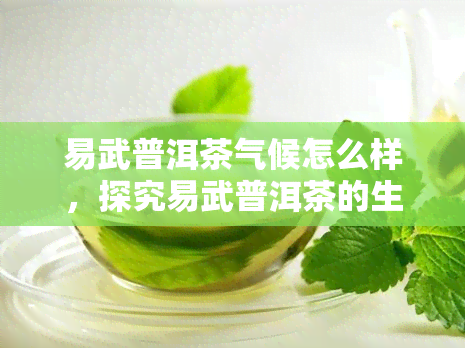 易武普洱茶气候怎么样，探究易武普洱茶的生长环境：揭秘其独特的气候条件