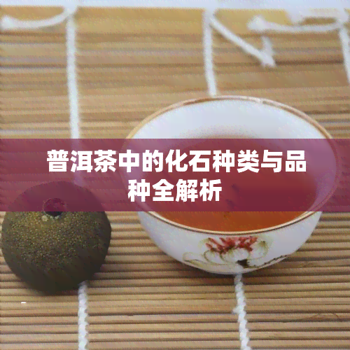 普洱茶中的化石种类与品种全解析