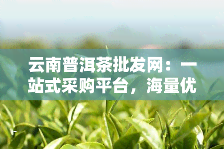 云南普洱茶批发网：一站式采购平台，海量优质好茶等你来选！