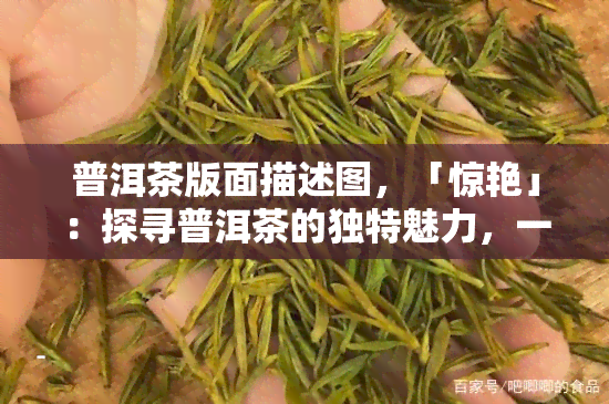 普洱茶版面描述图，「惊艳」：探寻普洱茶的独特魅力，一图带你了解普洱茶的版面描述