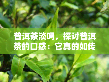 普洱茶淡吗，探讨普洱茶的口感：它真的如传言中那么淡吗？