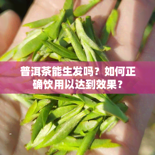 普洱茶能生发吗？如何正确饮用以达到效果？